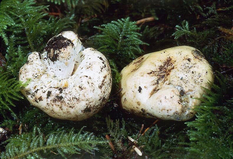 Russula subloculata